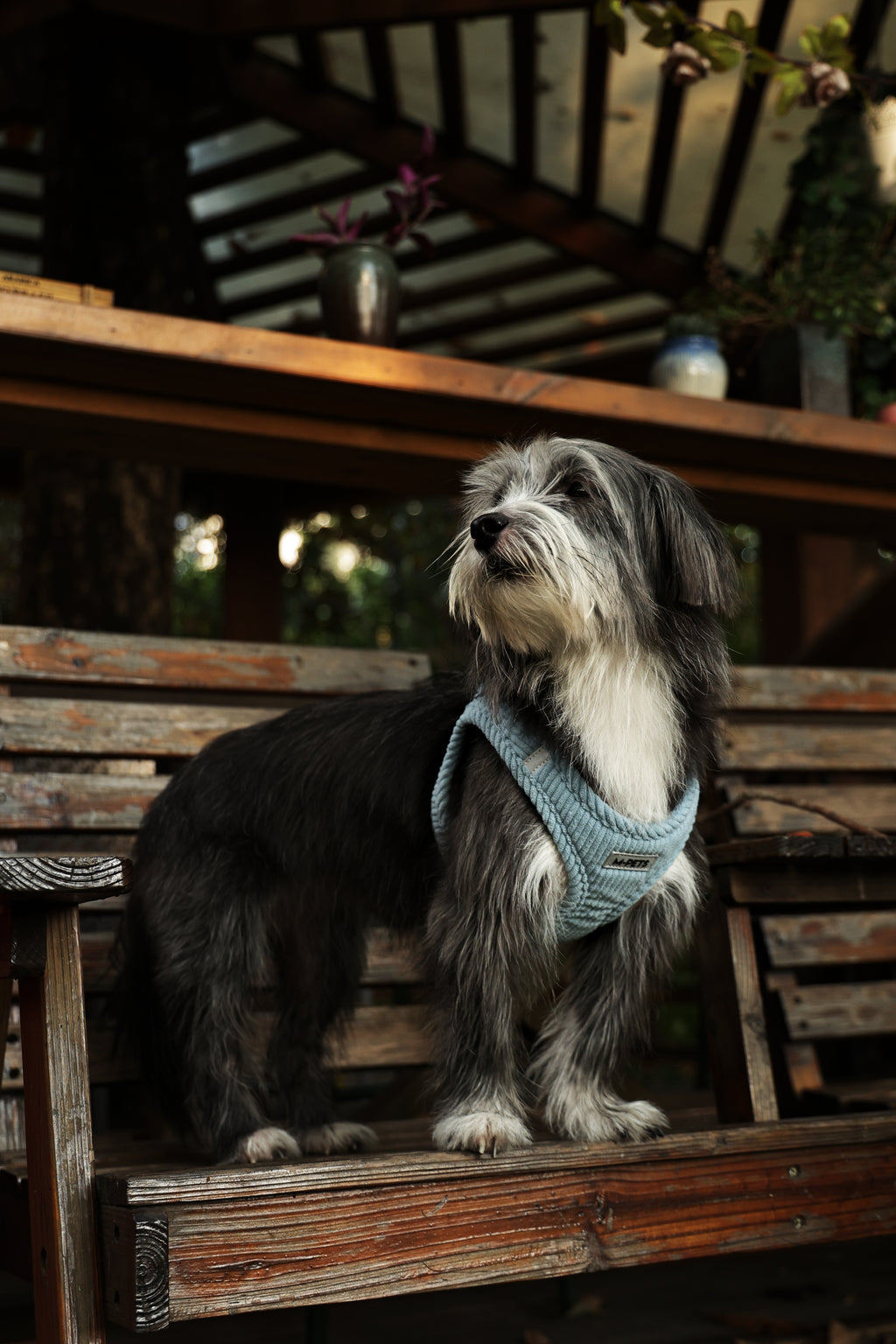 VELVET Dog harness Dusty Blue