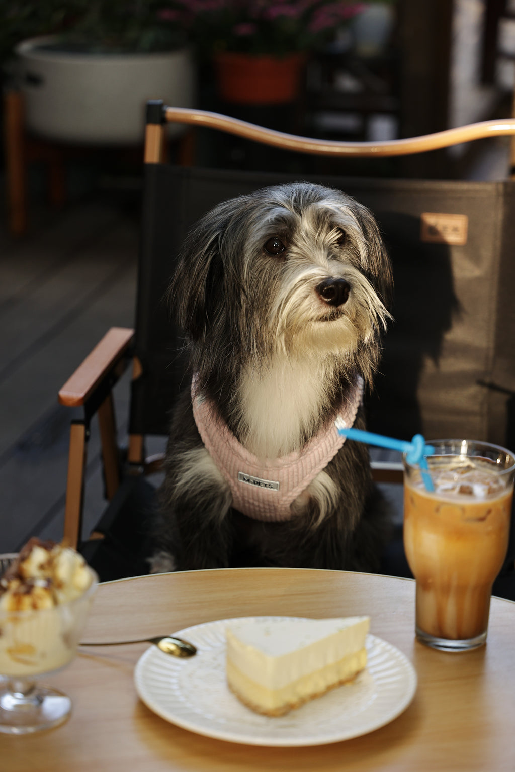 VELVET Dog harness Petal Pink