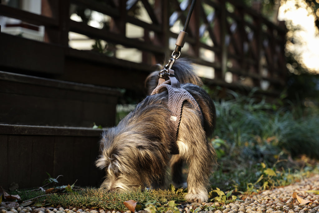 VELVET Dog harness Misty Grey
