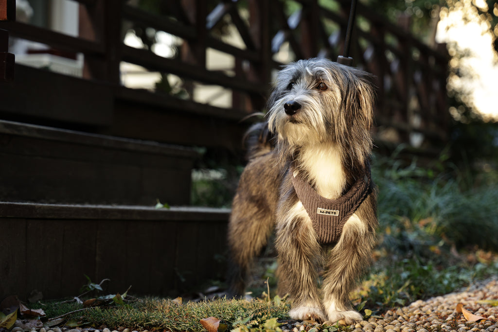 VELVET Dog harness Misty Grey