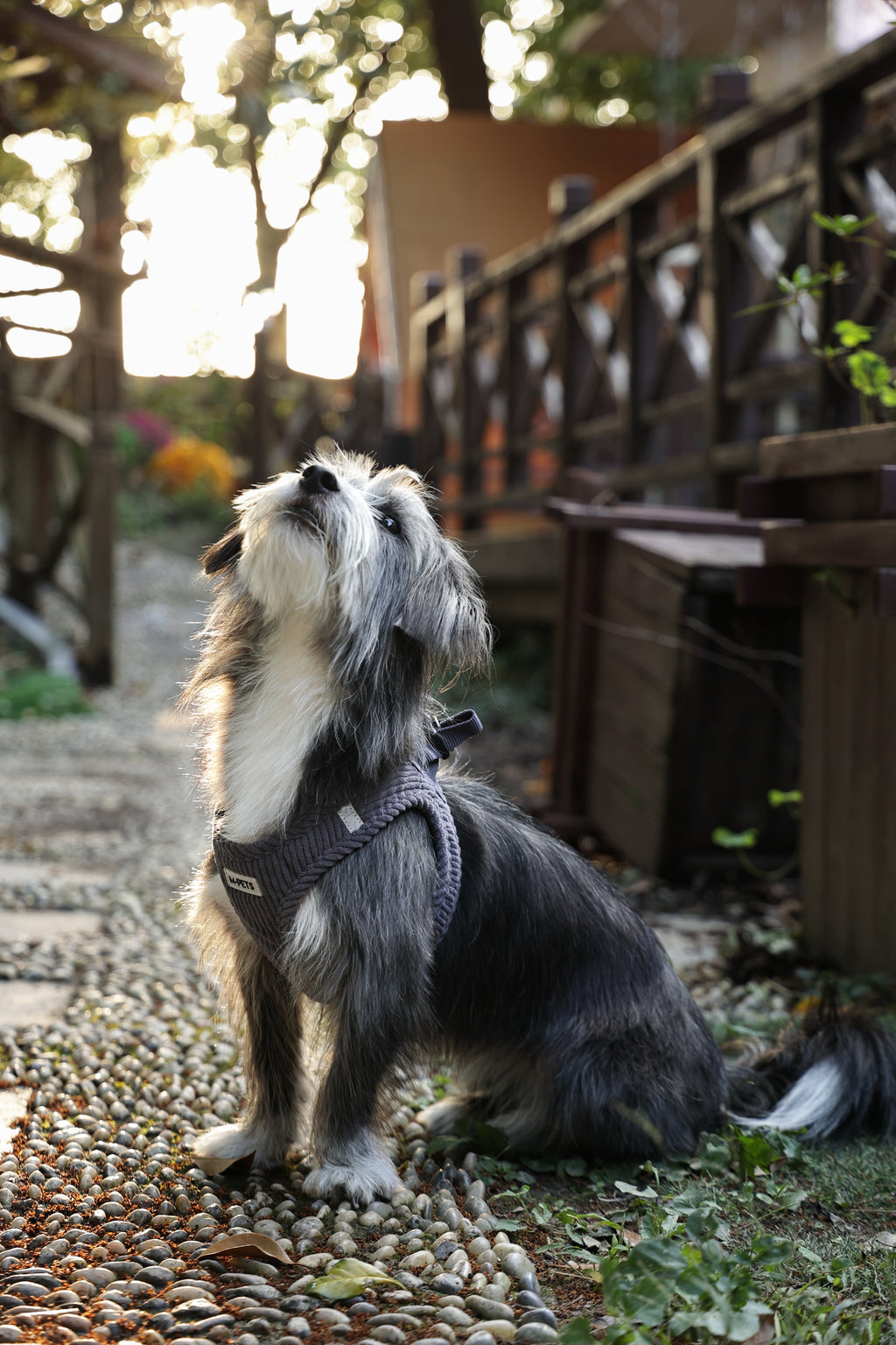 VELVET Dog harness Misty Grey