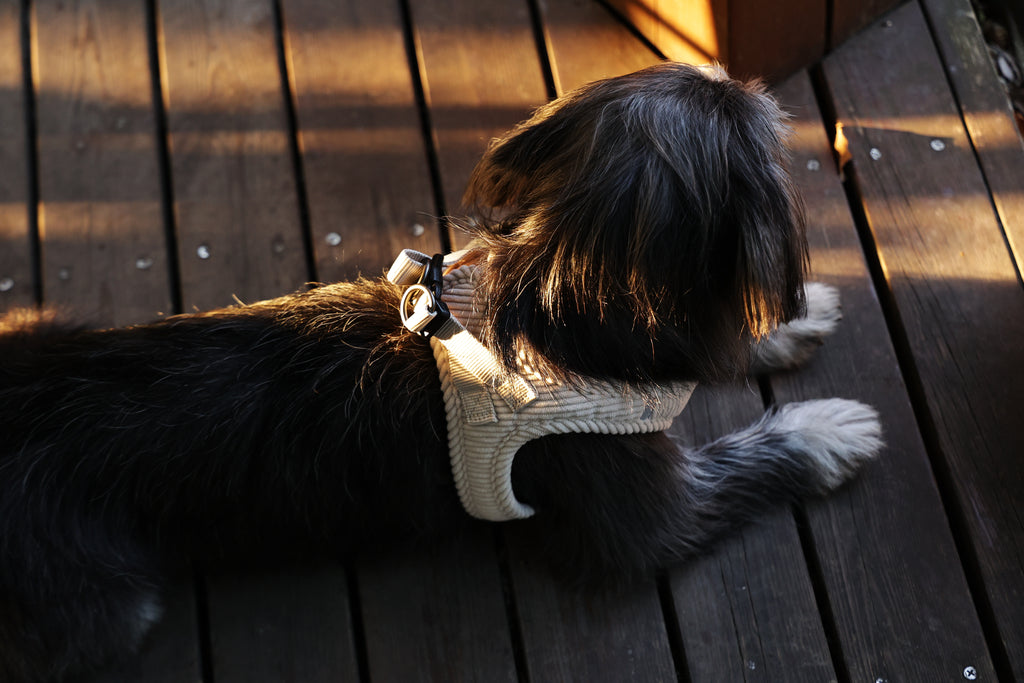 VELVET Dog harness Oat Beige